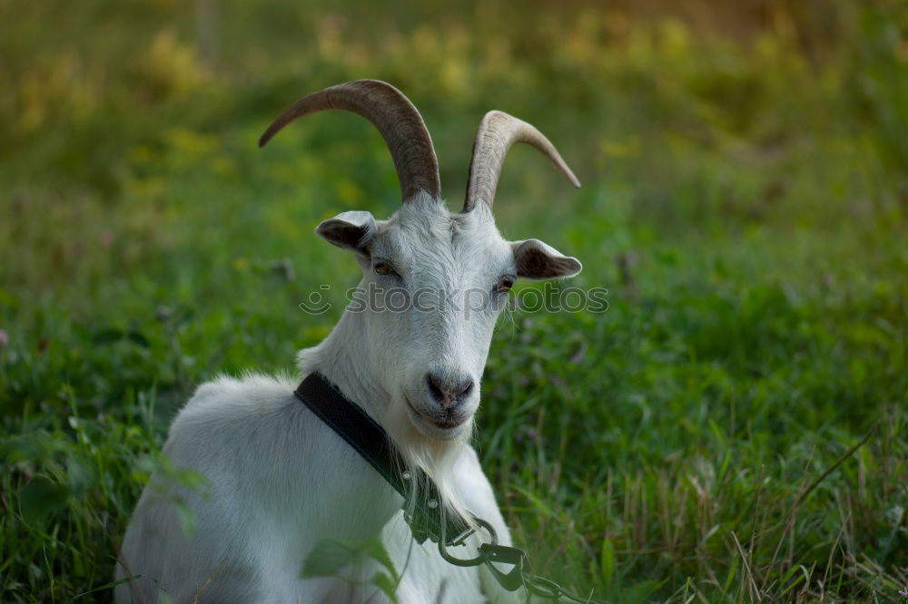 Similar – Real goatee beard! Animal