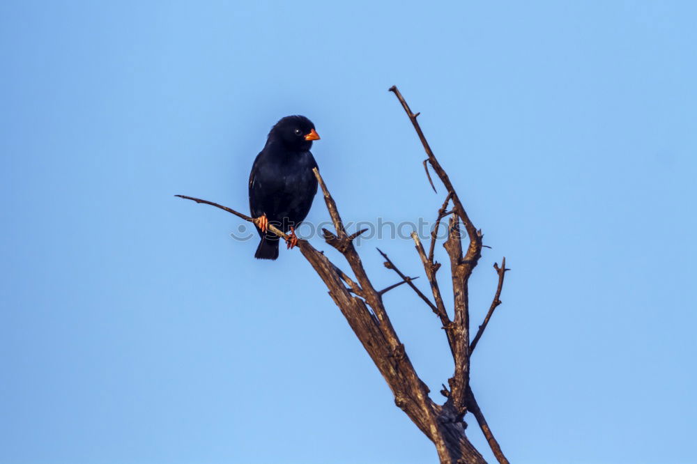 Similar – Teenager climbed a bare tree and enjoys the view