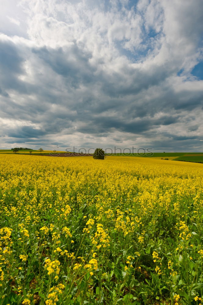 Similar – yellow submarine Nature