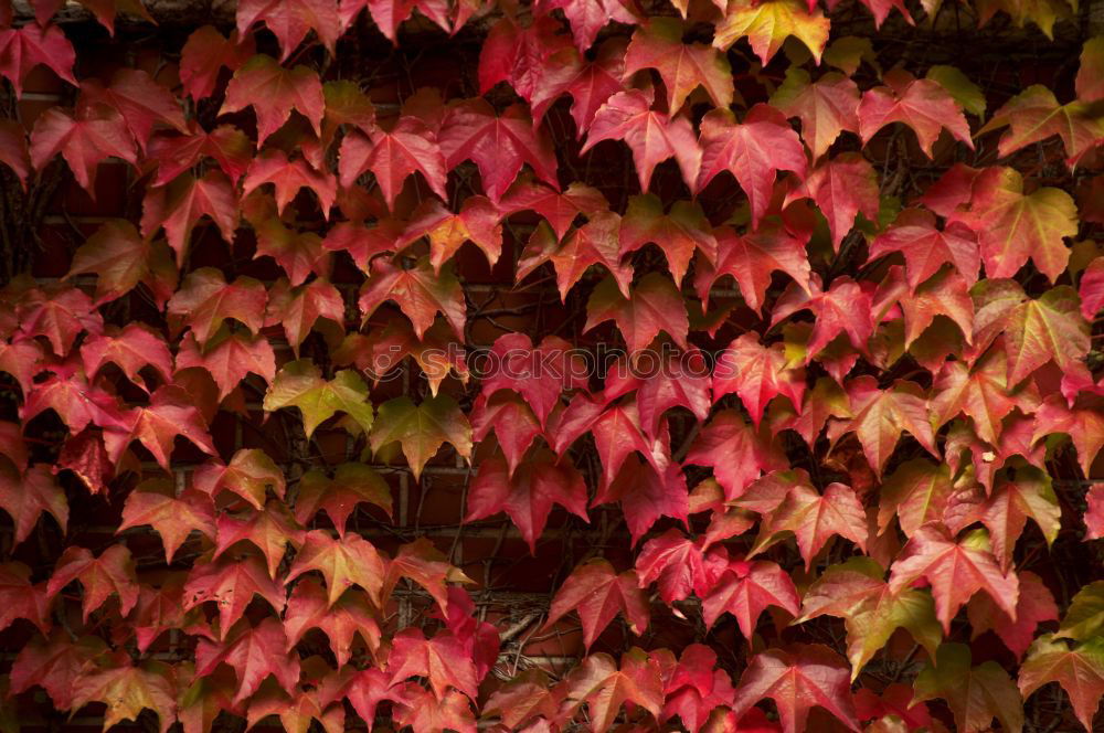 Similar – Image, Stock Photo autumn wall Garden Autumn