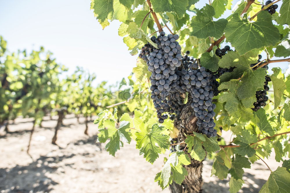 Similar – Image, Stock Photo Red wine grapes Fruit