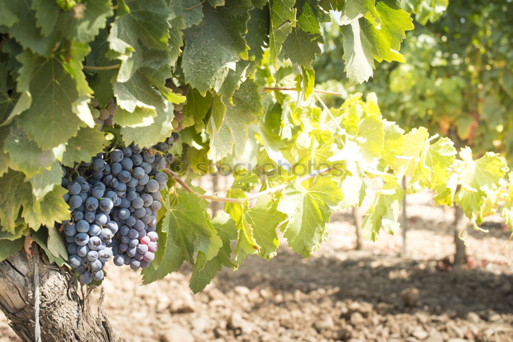 Similar – Image, Stock Photo Red wine grapes Fruit