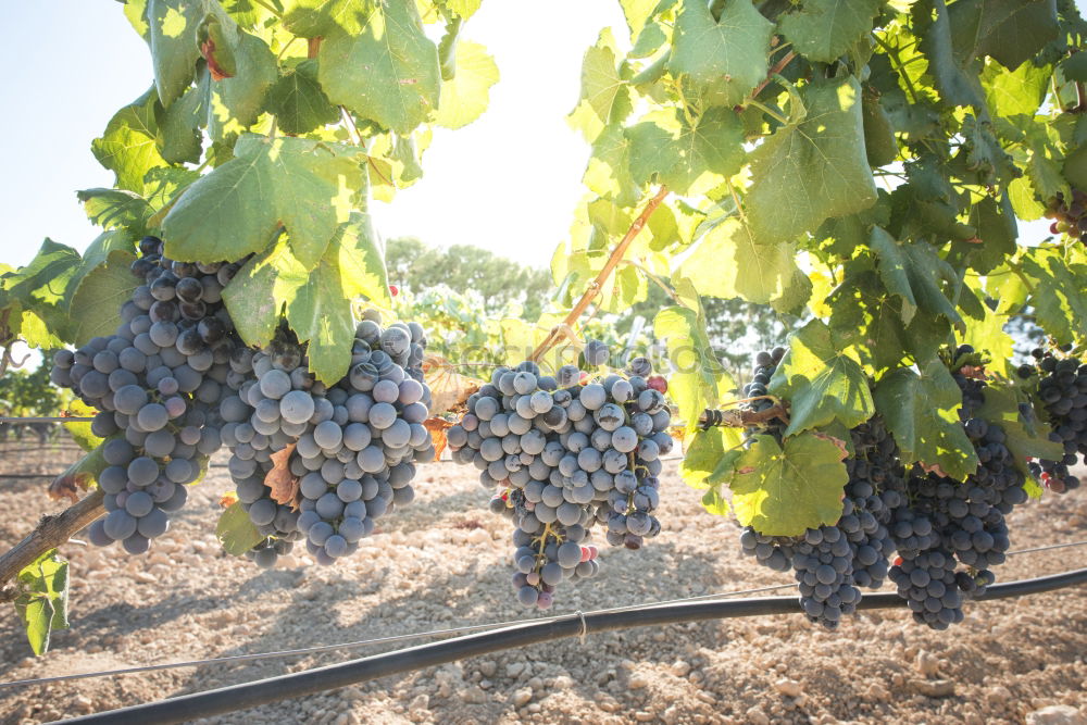 Similar – Image, Stock Photo Red wine grapes Fruit