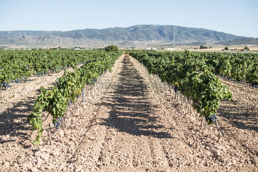 Image, Stock Photo Vine grapes Fruit