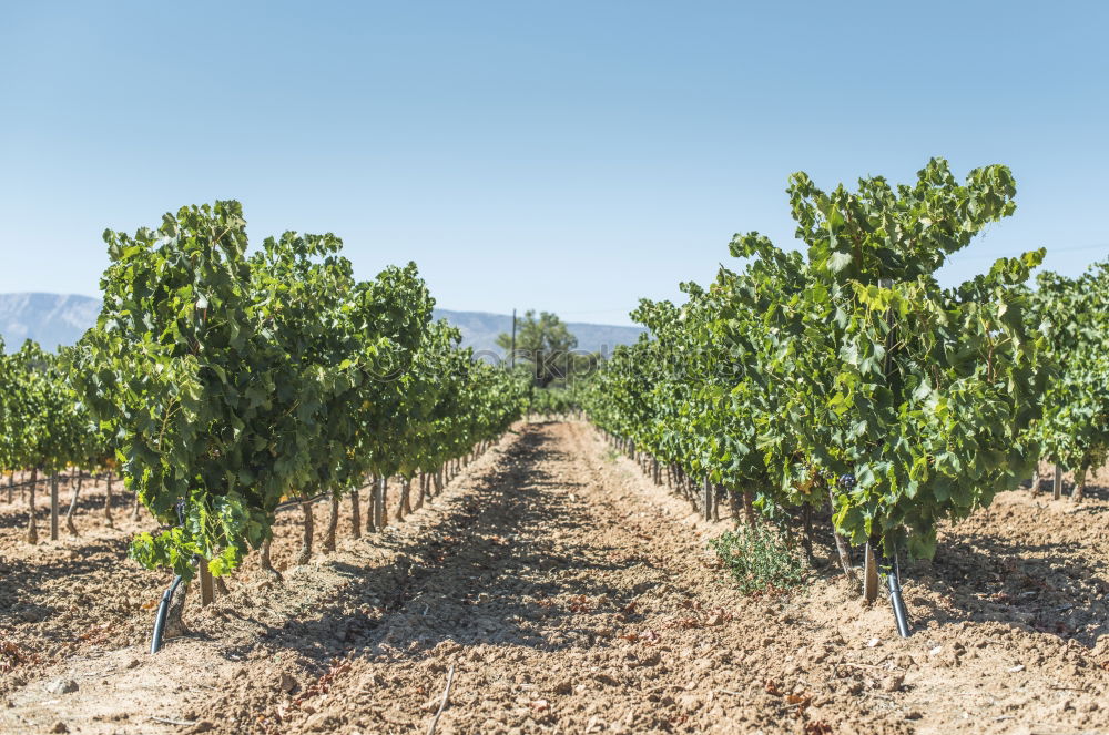 Similar – Image, Stock Photo Vine grapes Fruit