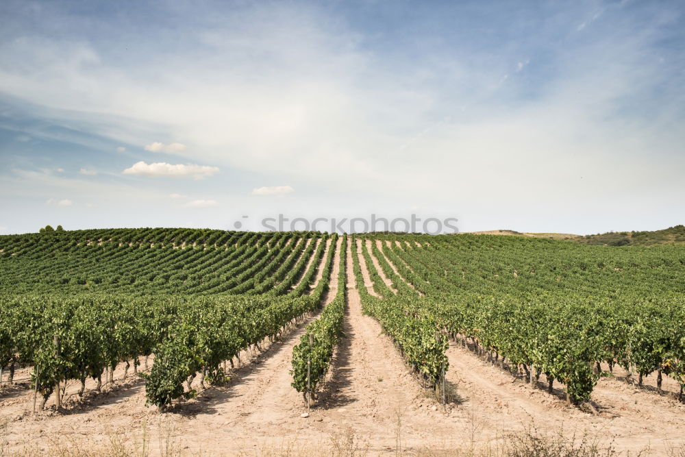 Similar – Der Weinberg XII Umwelt