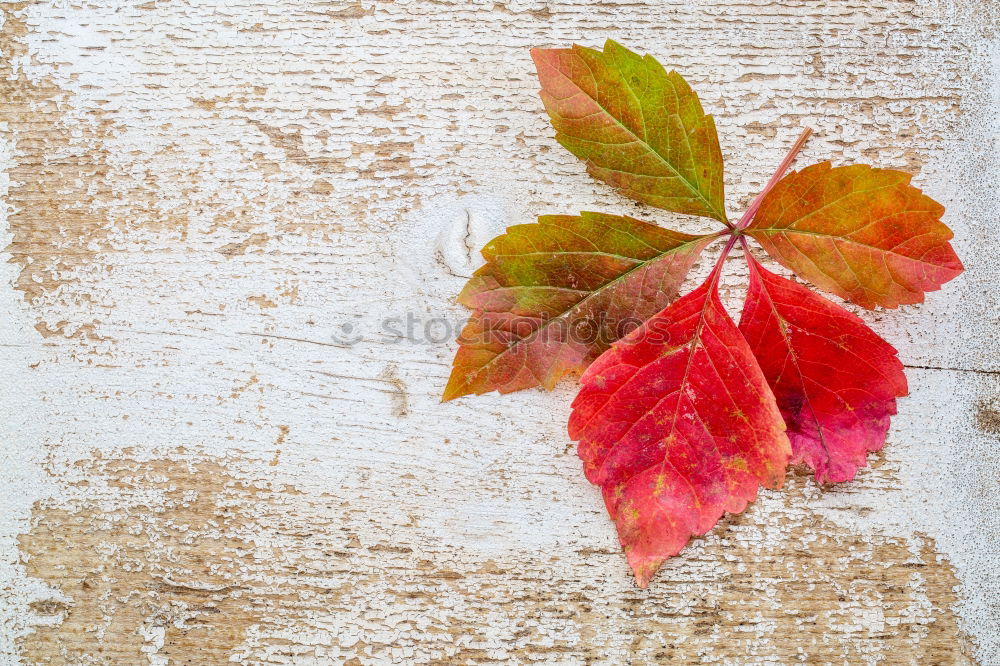 Similar – Image, Stock Photo Colourful autumn decoration