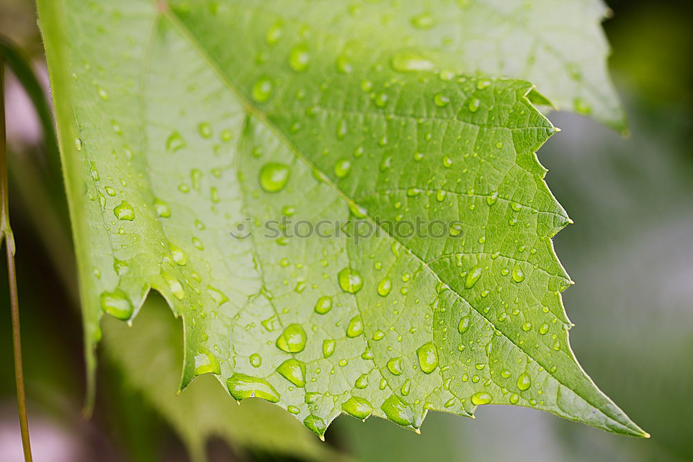 Similar – Waterdrops Wassertropfen