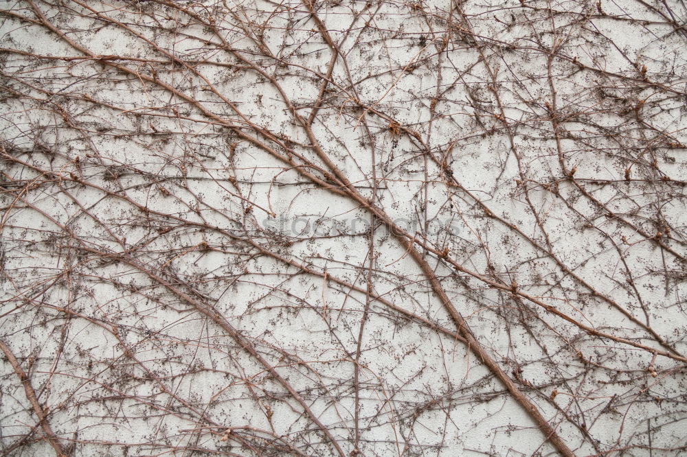 Similar – Image, Stock Photo ghost Autumn Plant Leaf