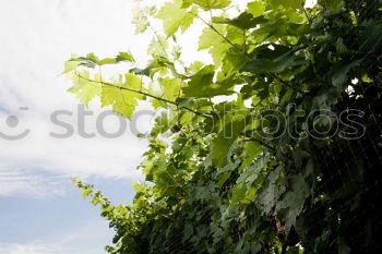 Similar – Winery. Environment