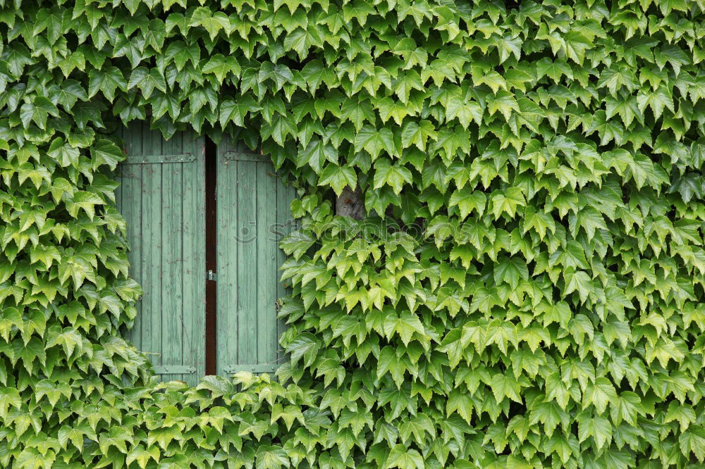 Similar – Image, Stock Photo Green plants, ivy and stonecrop, grow in a beautiful wooden flower box, which hangs as decoration and ornament on a green wooden wall, a hut in the garden.