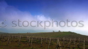 Similar – Where to? Vineyard Autumn