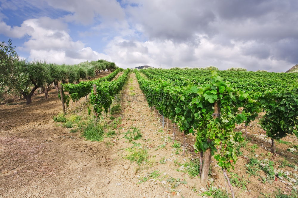 Similar – Châteauneuf-du-Pape Summer