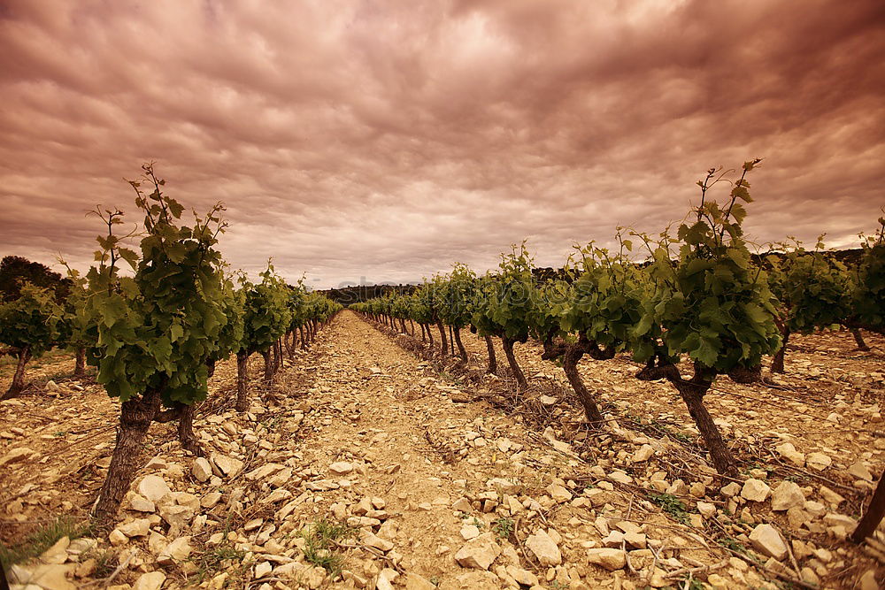 Similar – Image, Stock Photo wine route Fruit Summer