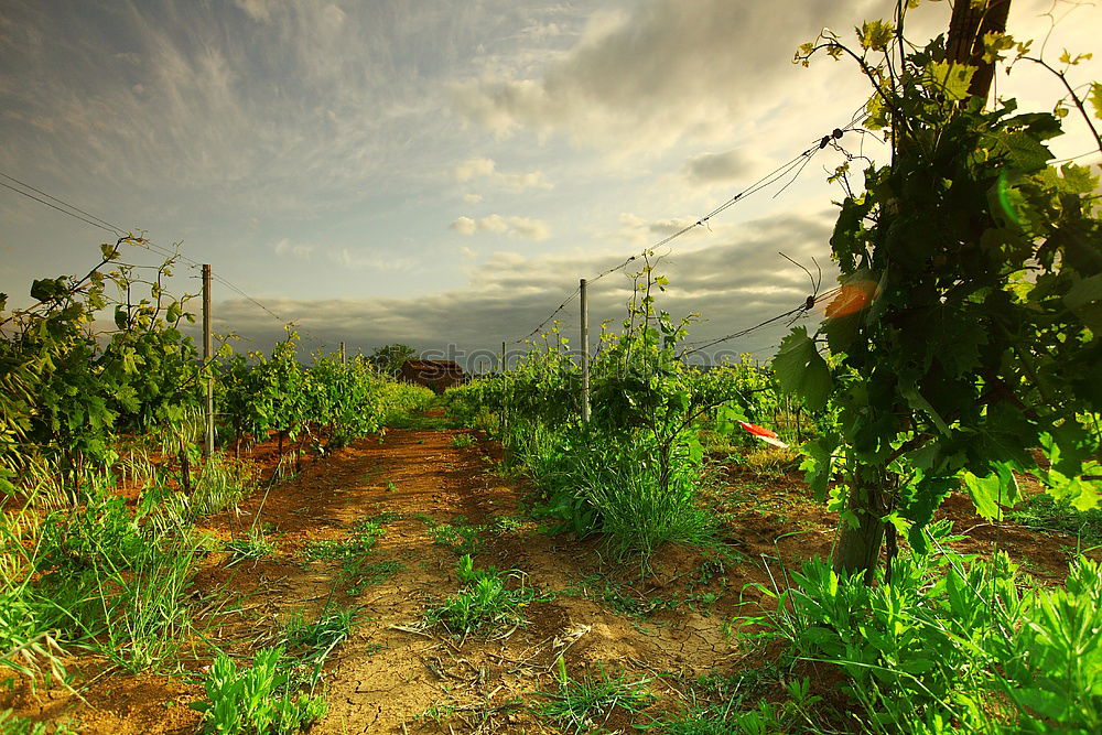 Similar – Wine plantation of a monastery at the Mediterranean Sea