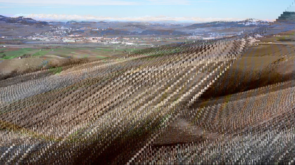 Similar – Image, Stock Photo Alpine Vineyards Spring