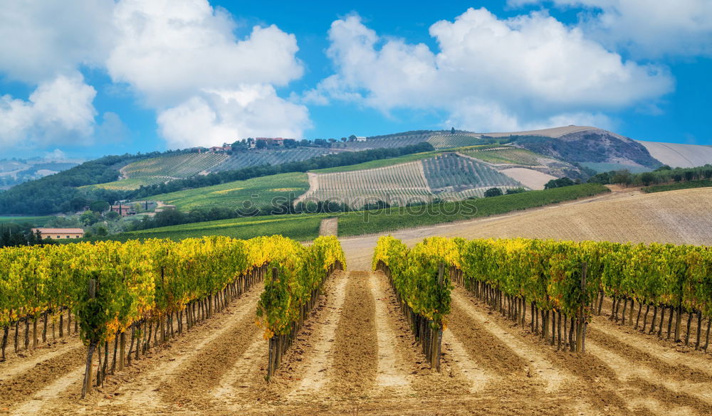 Similar – Image, Stock Photo Vineyards in Trento in autumn