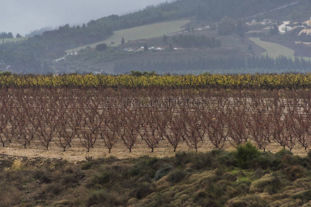 Similar – Image, Stock Photo Alpine Vineyards Spring