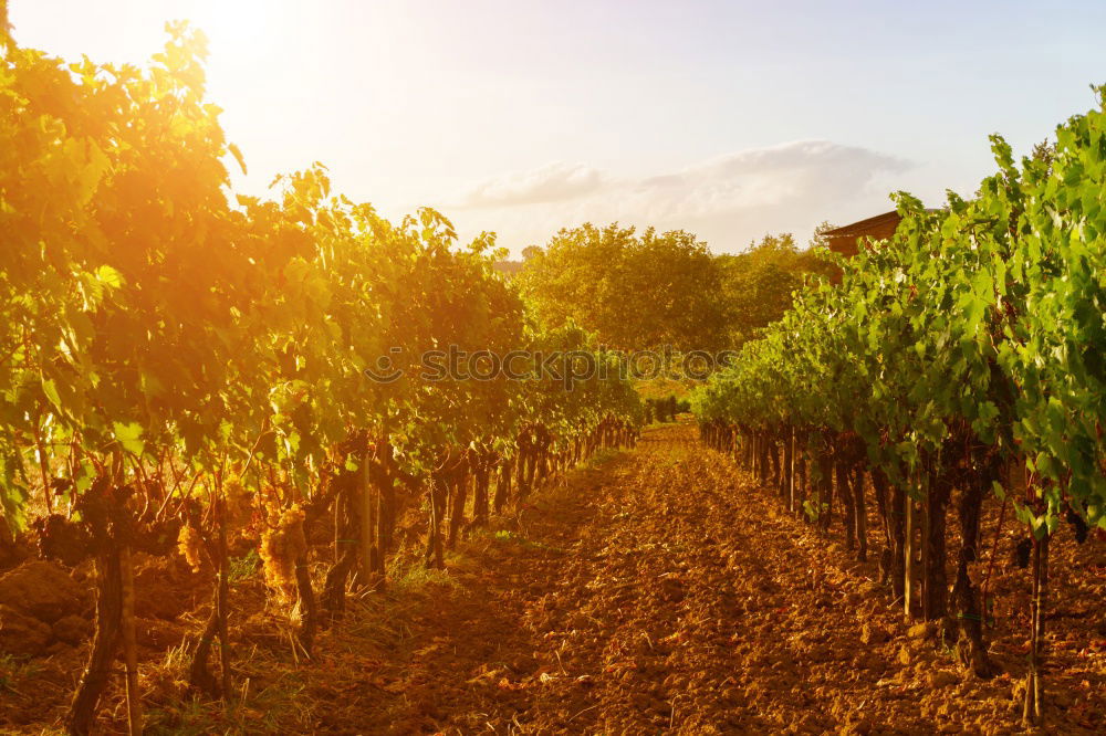 Similar – Image, Stock Photo Vineyards on sunset.