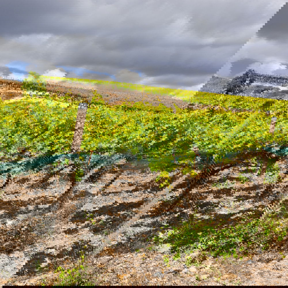 Similar – Image, Stock Photo Alpine Vineyards Spring