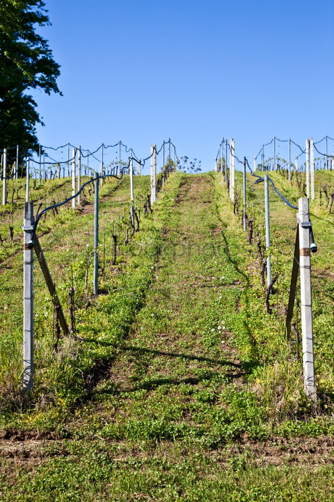 Similar – Old vines Environment