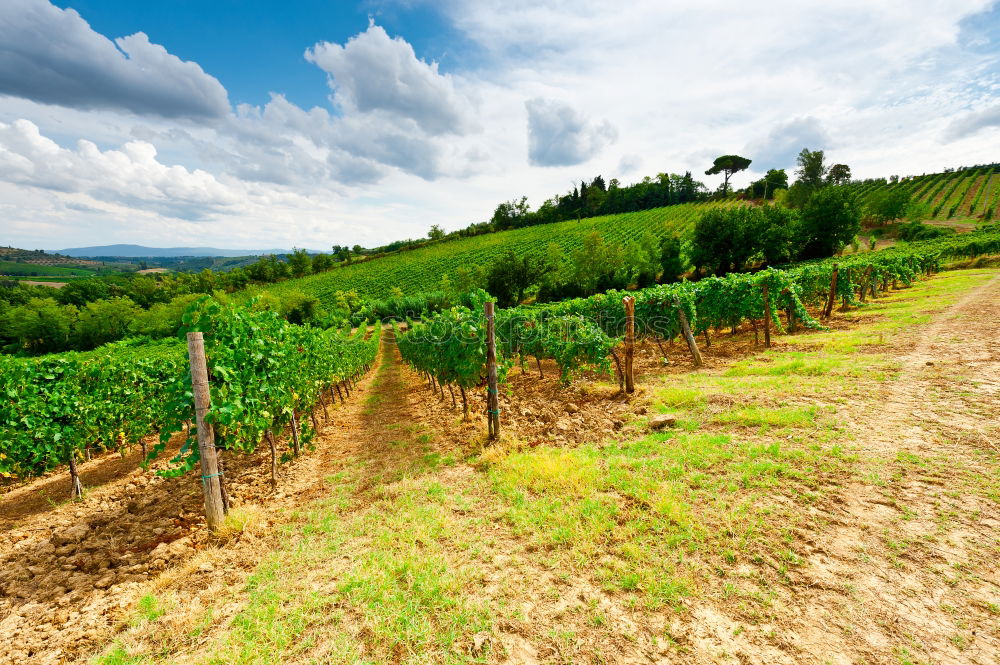 Image, Stock Photo Vine Panorama in the Ortenau near Oberkirch, Black Forest