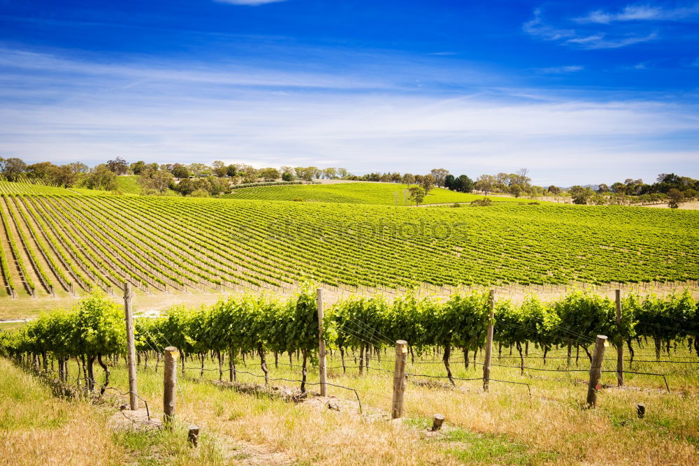 Similar – Image, Stock Photo Palatinate vineyards