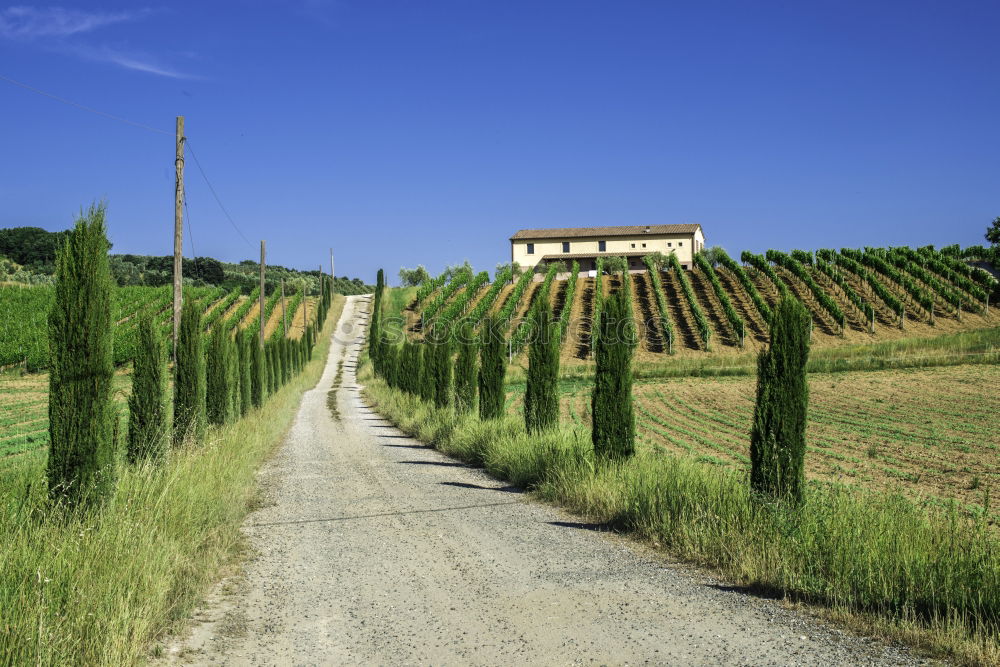 Similar – Typical Tuscany landscape with grape fields