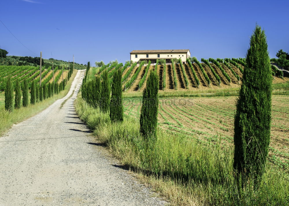 Typical Tuscany landscape with grape fields