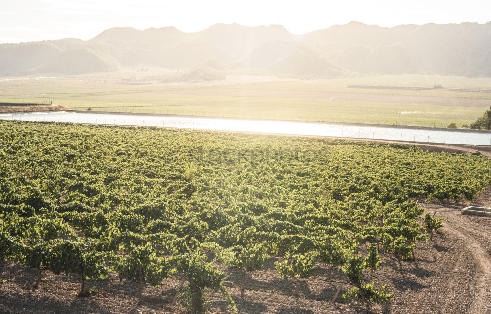 Vineyards at sunset Fruit