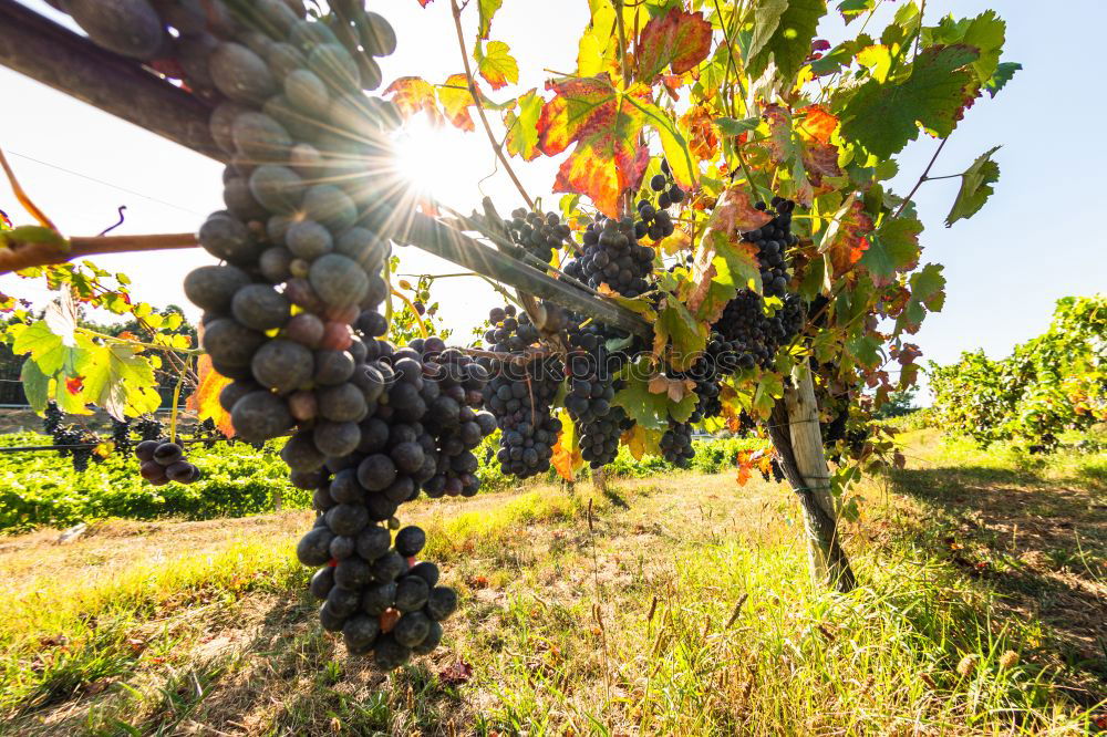 Similar – Image, Stock Photo Vineyards on sunset.