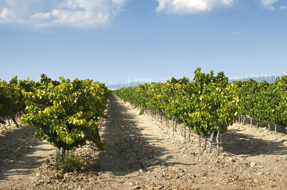 Similar – Châteauneuf-du-Pape Summer