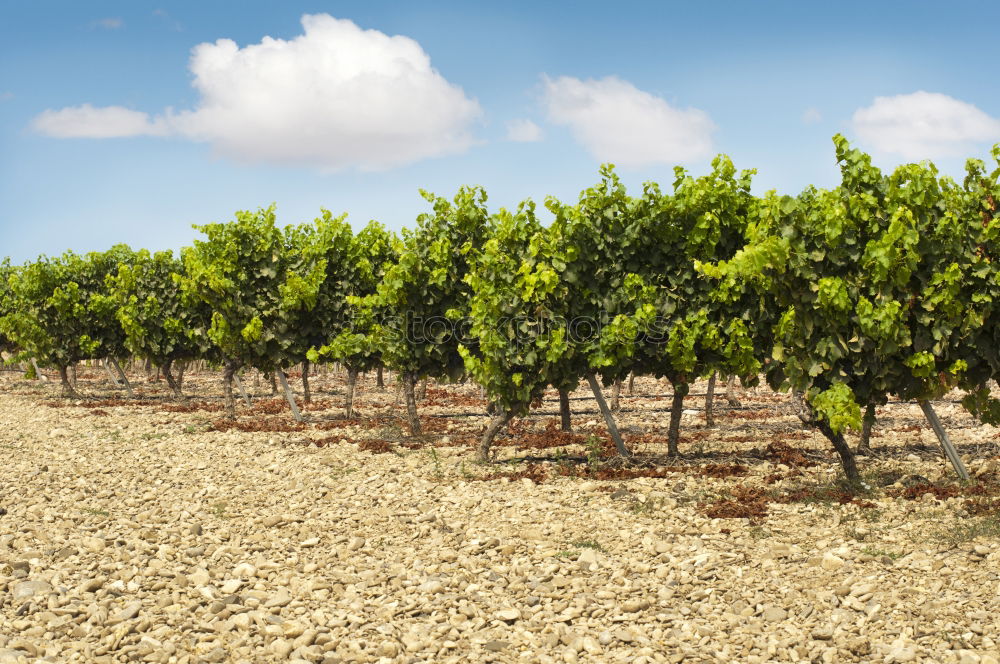 Similar – Image, Stock Photo Vine grapes Fruit