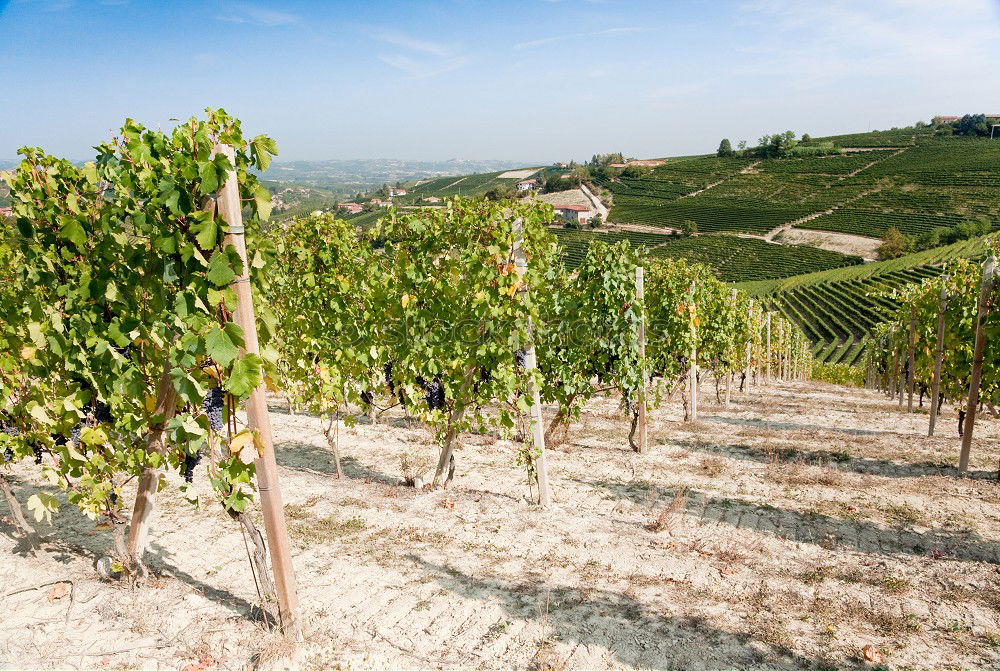 Similar – Image, Stock Photo Alpine Vineyards Spring