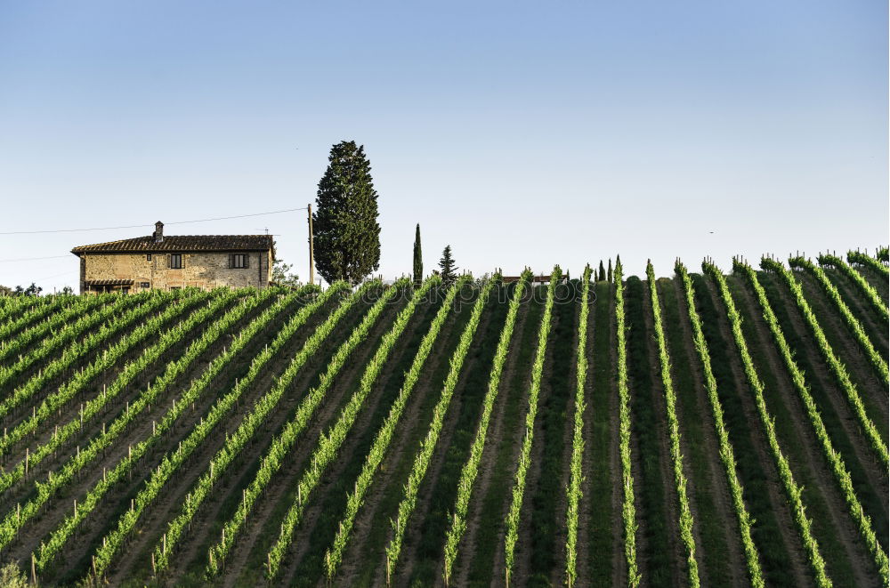 Similar – Typical Tuscany landscape with grape fields