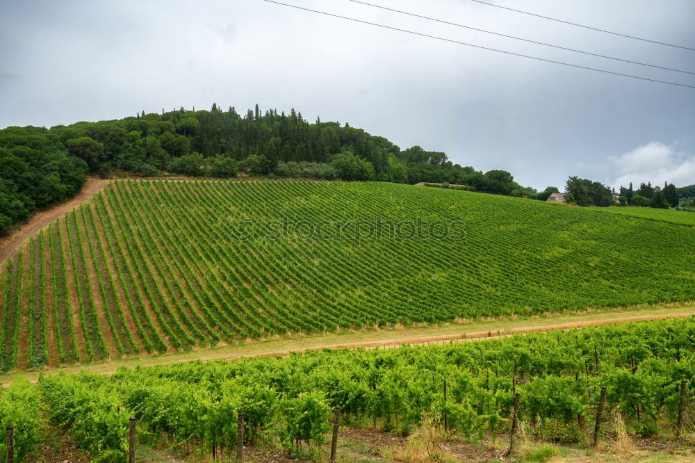 Similar – Foto Bild Weinberge vor Wien Umwelt