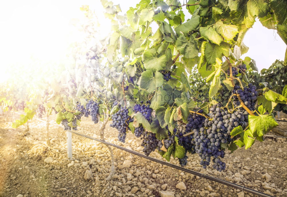 Similar – Image, Stock Photo Vineyards on sunset.