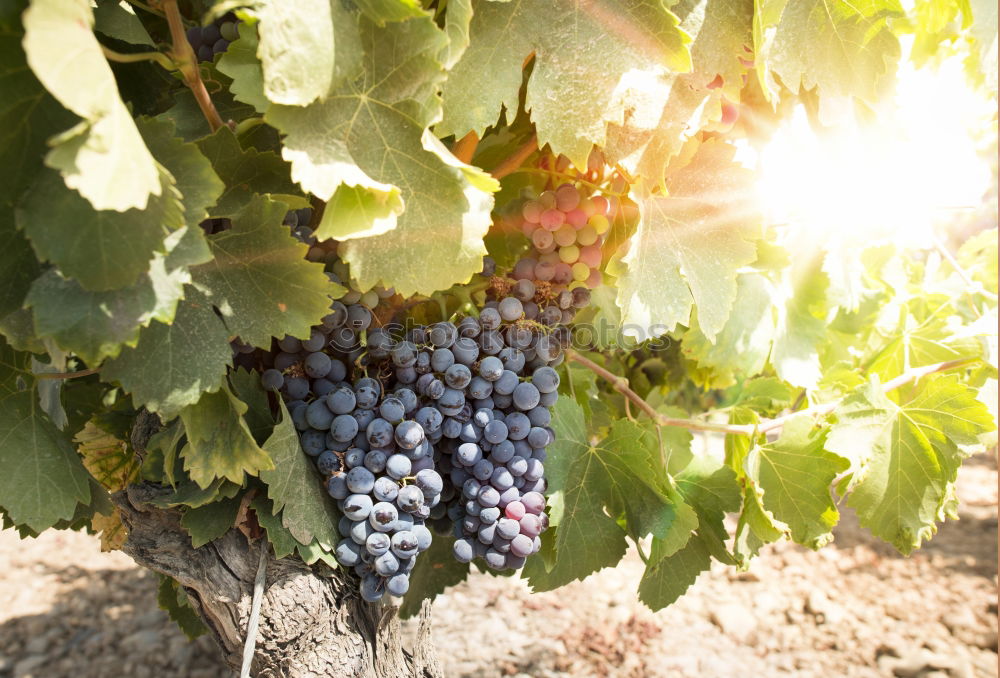 Similar – Image, Stock Photo Red wine grapes Fruit