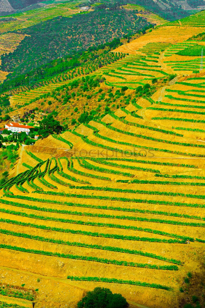 Similar – Foto Bild Landschaft der Rapsfelder und Berge im Frühjahr