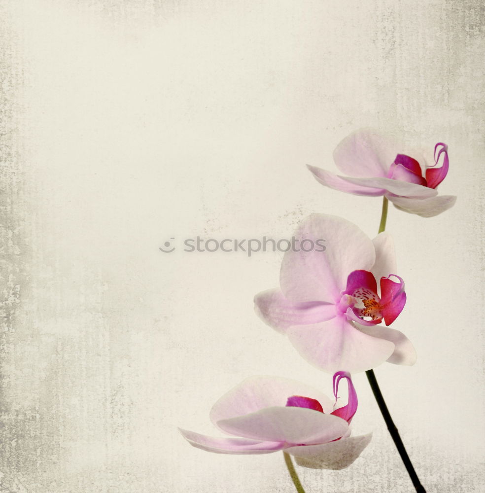 Similar – Image, Stock Photo lampions Autumn Flower