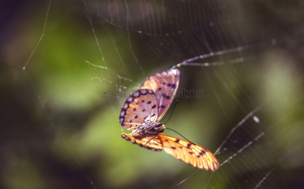 Similar – Schmetterling Seil Beine