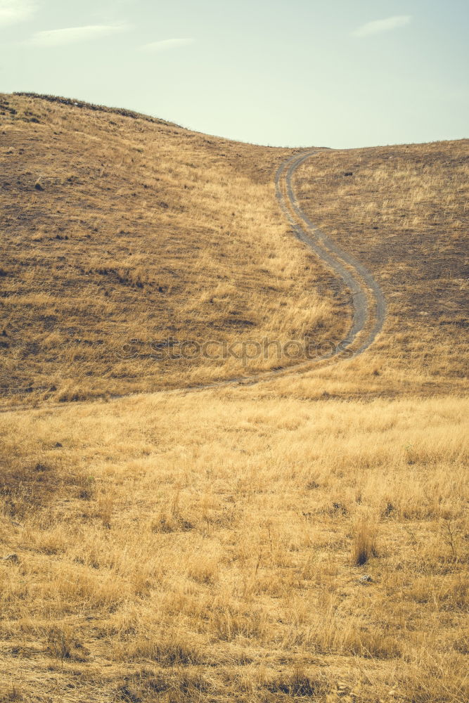 Foto Bild Wanderdünen Landschaft