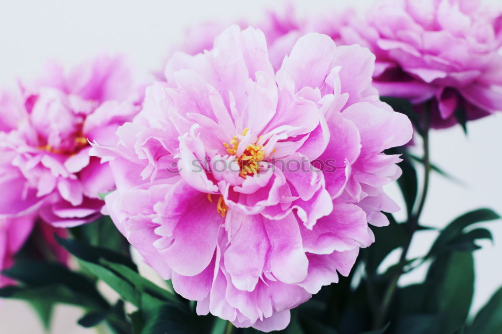 Similar – peonies Pink Flower