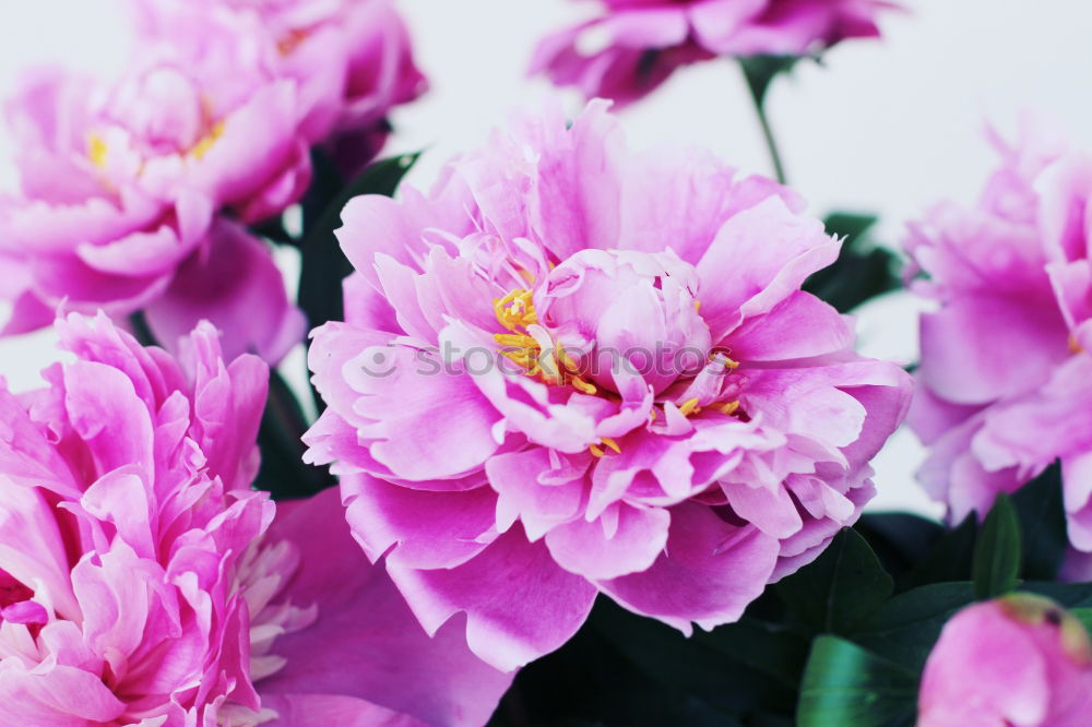 Similar – peonies Pink Flower