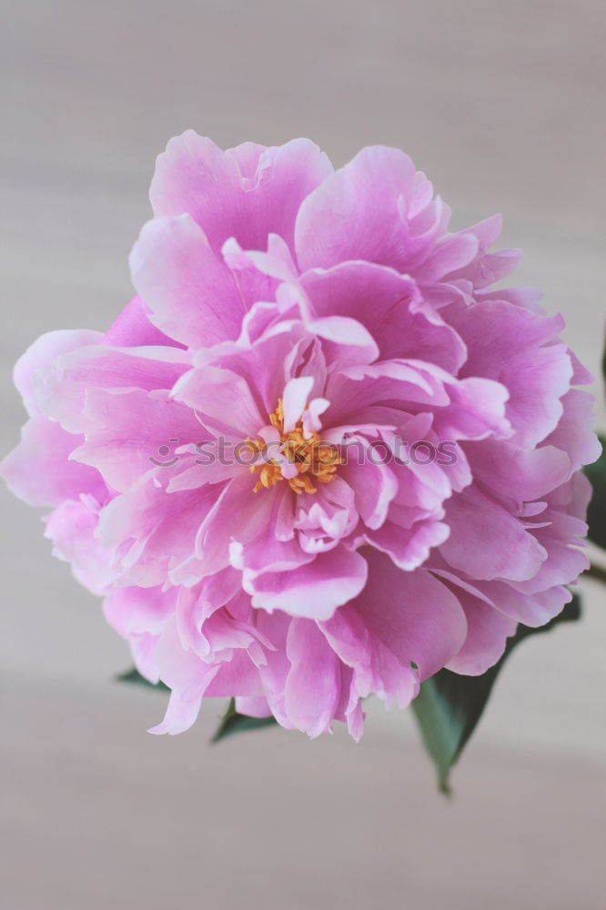 Similar – Pink Rose Elegant Style