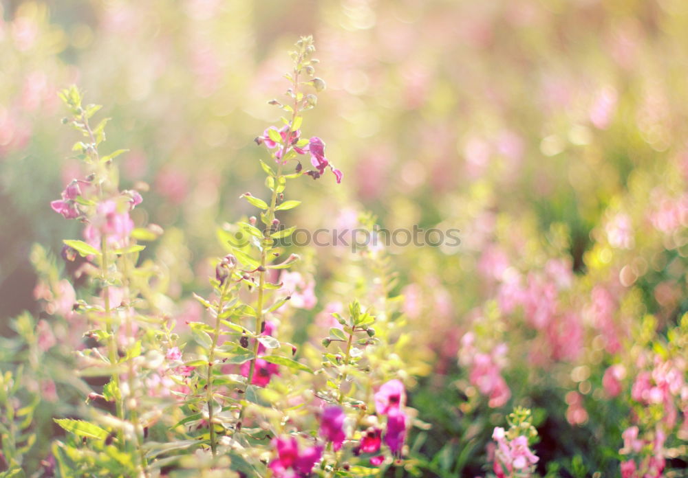 Similar – Image, Stock Photo sunny day Environment