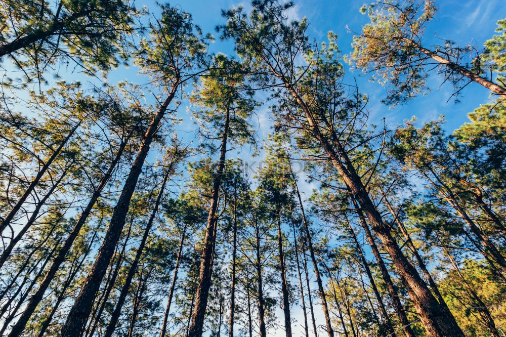 Similar – Image, Stock Photo Fir Trees Forest