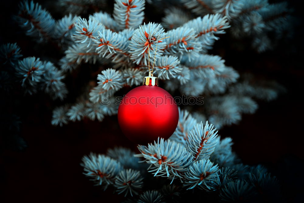 Similar – Image, Stock Photo Nostalgic, festive Christmas decoration with delicate fir branches, red bauble and ribbon. Red Christmas bauble hangs shiny on branches. Shiny Christmas bauble hangs from branches in old white nostalgic porcelain pot at home.