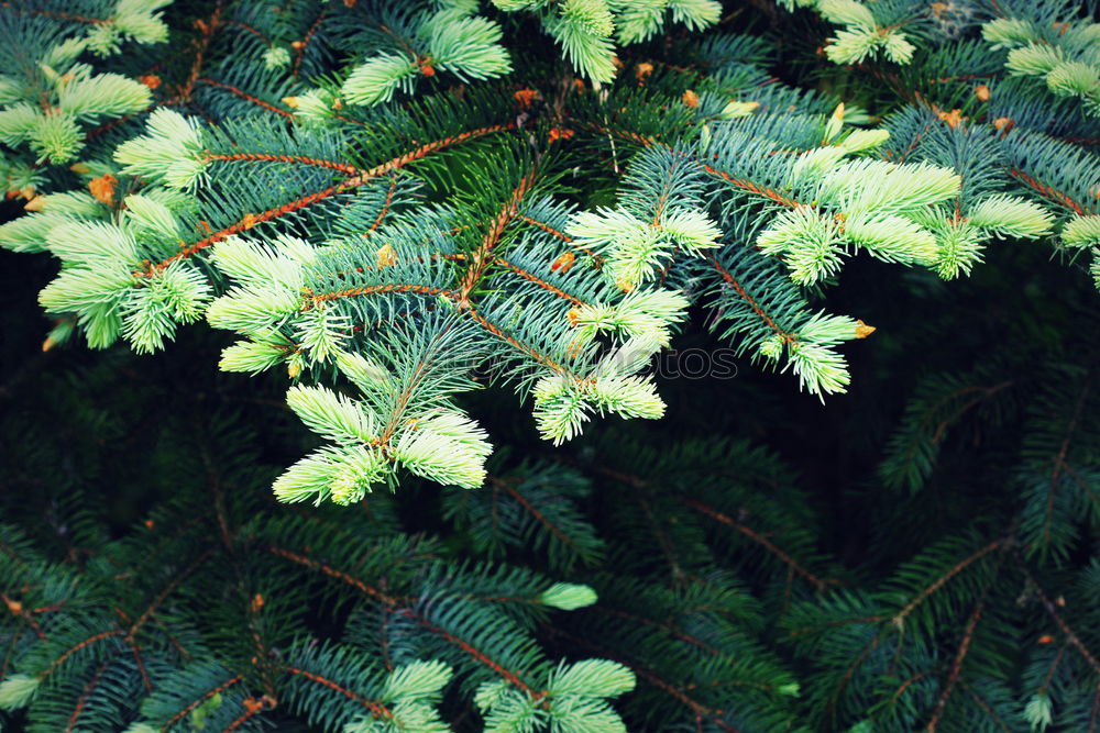 Image, Stock Photo needles Plant Growth