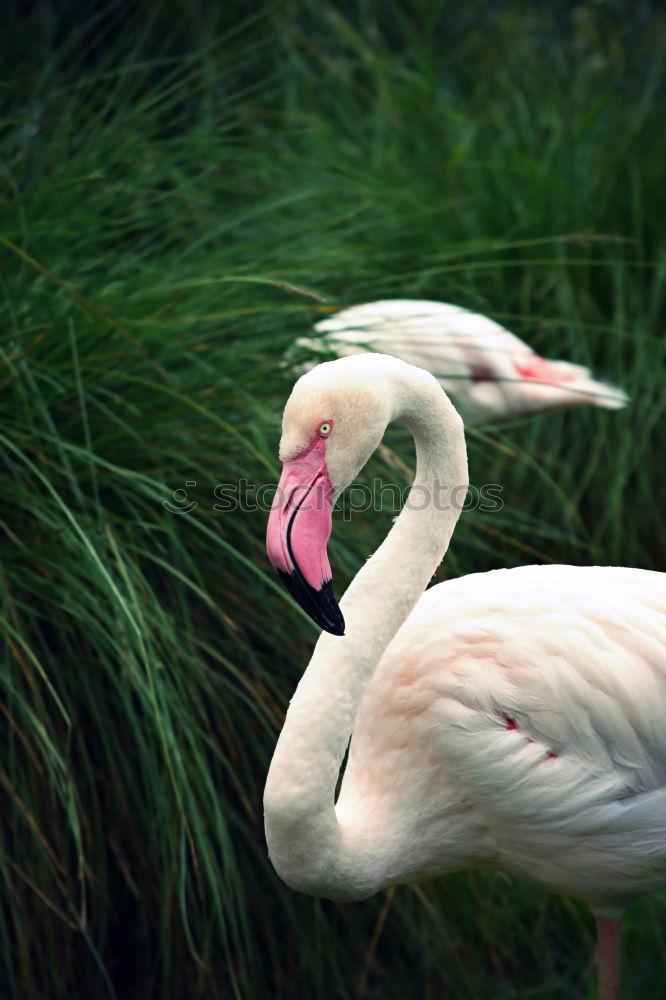 Similar – Flamingo sleeps Nature